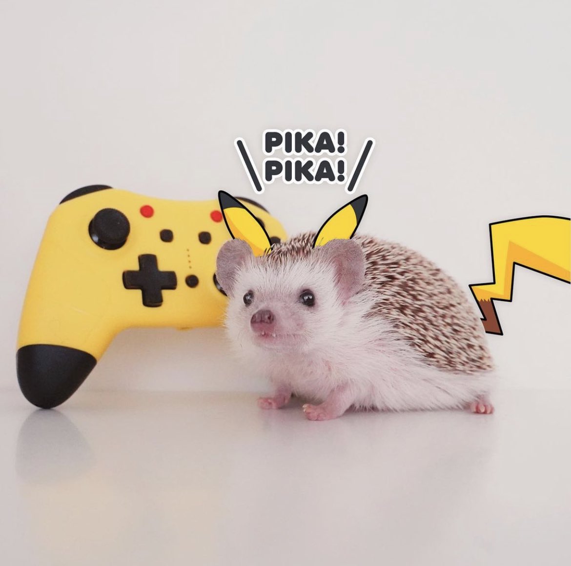 daily__hedgehog's tweet photo. Tuesday 29th March, 2022 https://t.co/4SWzR9YJqO