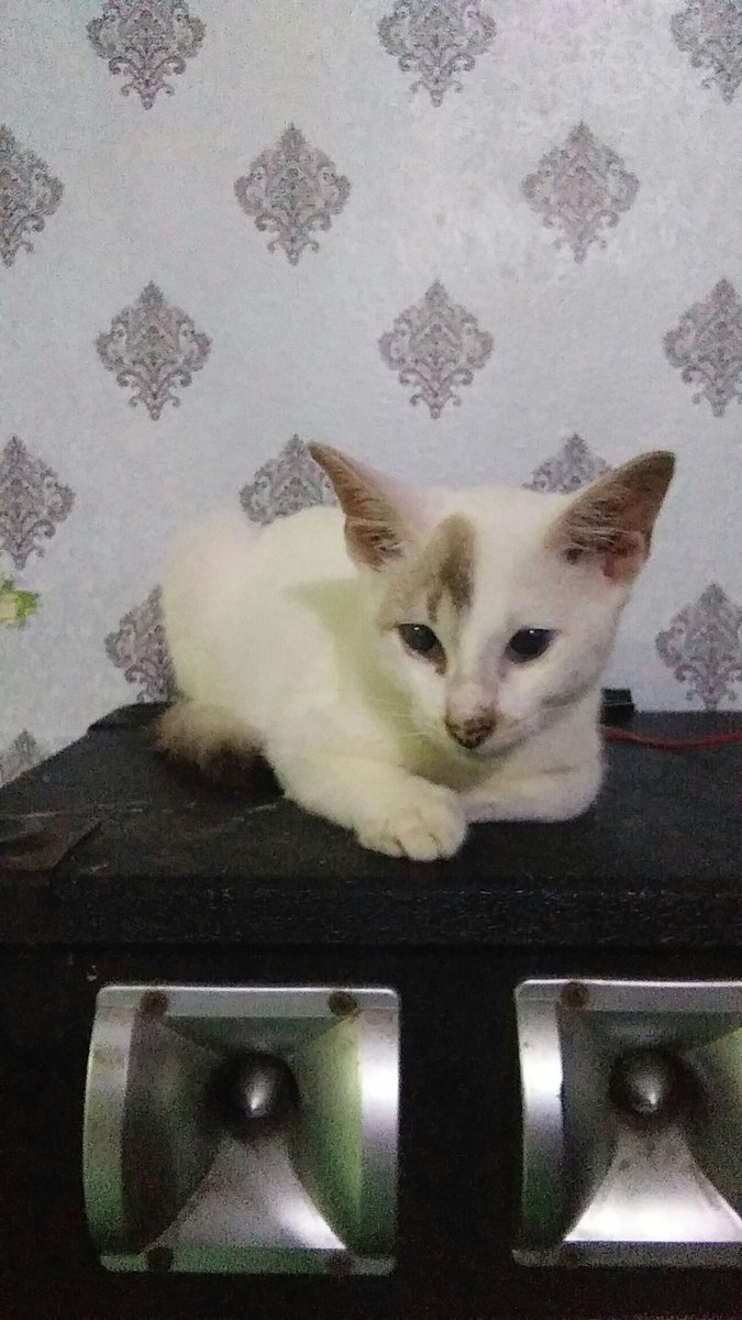 fendy990's tweet photo. My baby😘 https://t.co/aqHiNabPL2
