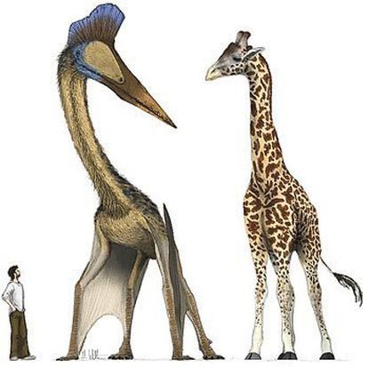 waitbutwhy's tweet photo. How have I spent my whole life obsessed with dinosaurs and am just today learning about the giant pelican from hell. https://t.co/d966HSzvoy