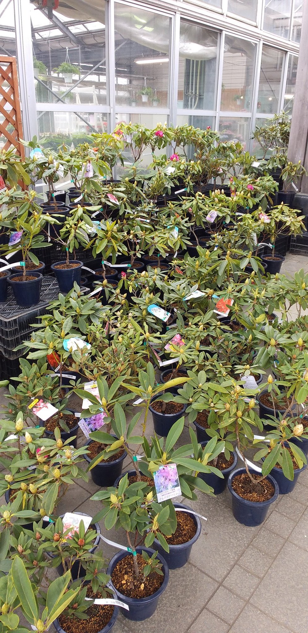 公財 鹿沼市花木センター公社 Bonsaizamurai Twitter