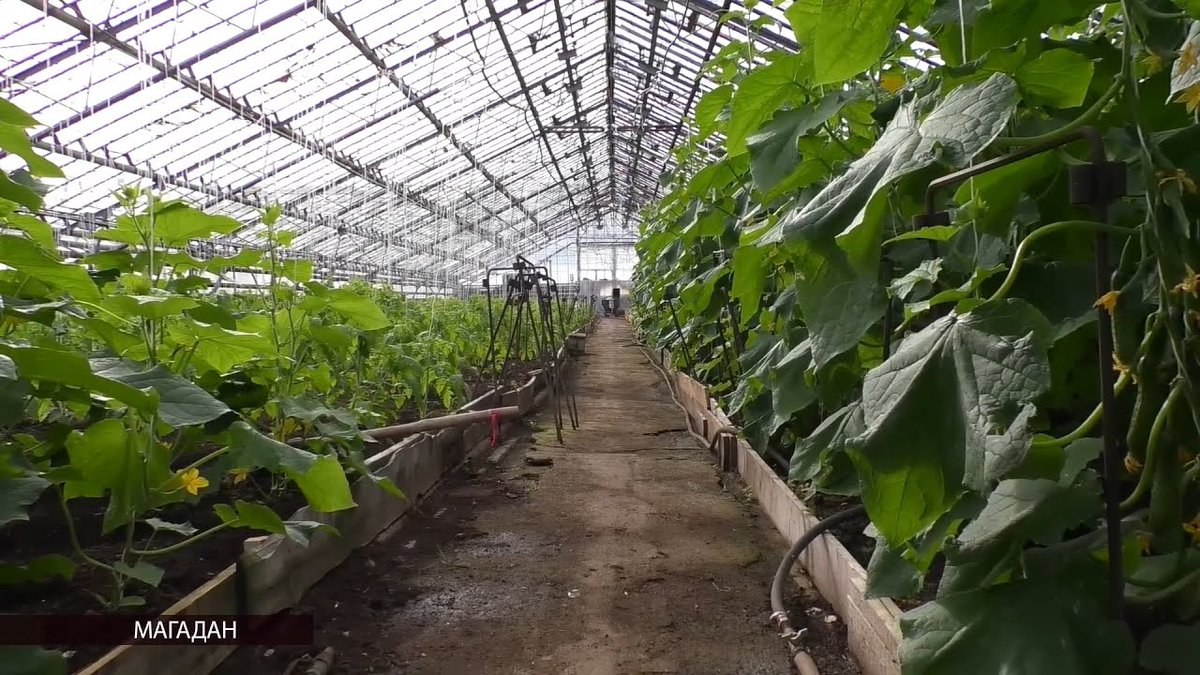 KolymaPlus's tweet image. Первый урожай огурцов собрали в КФХ «Тепличное» в Магадане

 kolymaplus.ru/news/pervyy-ur…

#Магадан