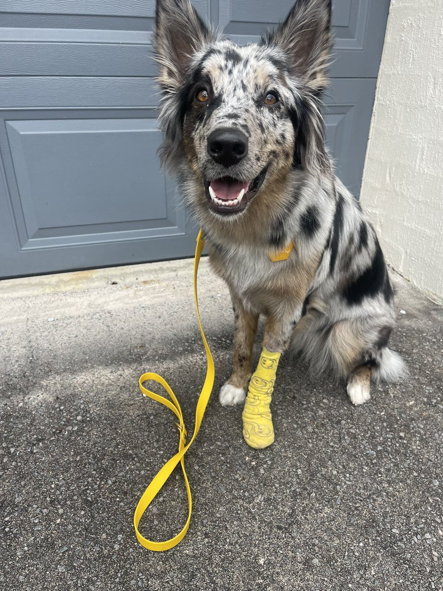 Matched her collar, tag and lead to her cute yellow bandage #twitterdogcommunity #twitterdog #dogsoftwitter #dogsofinstagram #dogsontwitter #aussieshepherds
