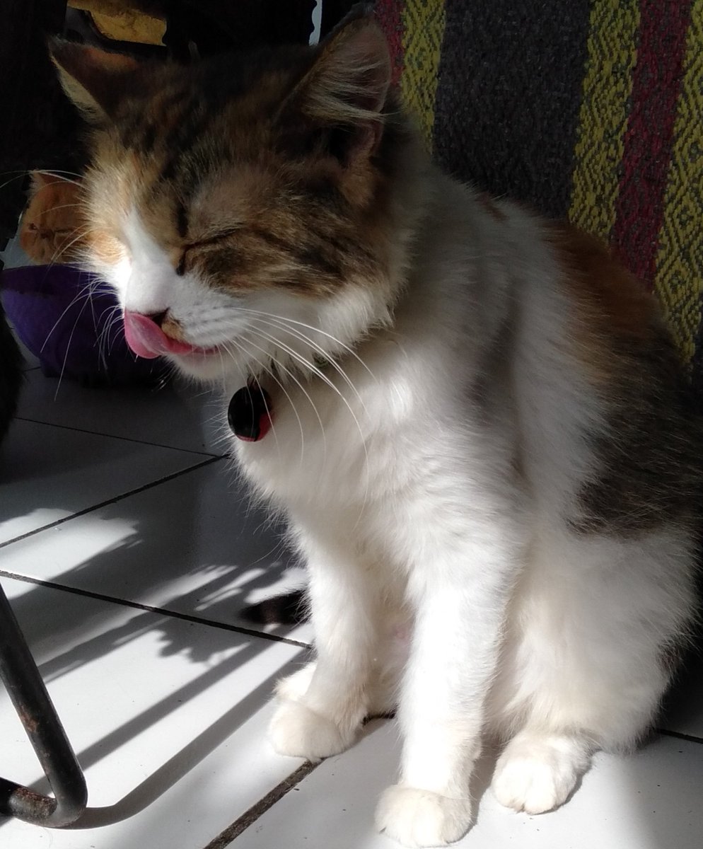 Art_Dvie's tweet photo. @TommyTheGinger1 Idungnya asin...#Dedot #CatsOnTwitter #CatsOfTwitter #cats https://t.co/K0hizBTjmK