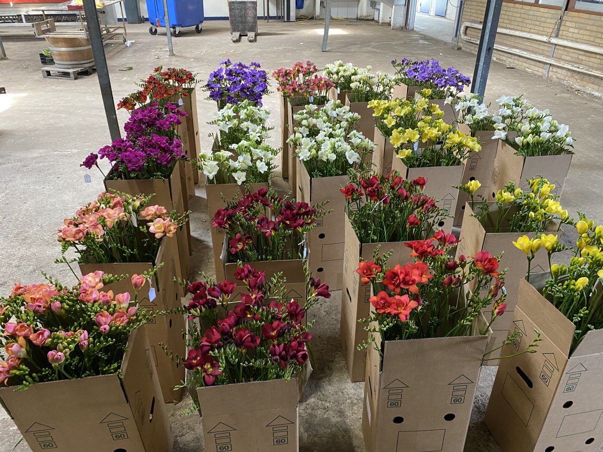 PenningFreesia's tweet photo. Freesia sortiment voor de Keukenhof tentoonstelling klaar voor transport. Vanaf donderdag te zien in het Oranje Nassau Paviljoen #freesia #keukenhof https://t.co/oV0ifV8nMi