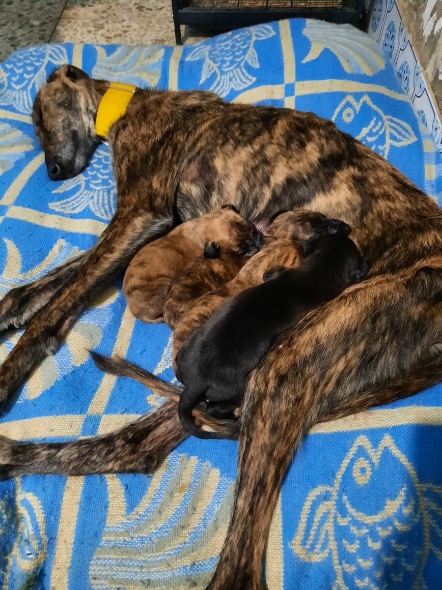 Seguimos buscando acogida para Cora, y ahora tb para sus cachorras, deben irse de acogida juntas! Sólo Valladolid-Segovia por la cercanía a nuestros veterinarios.
Al menos la familia se ha reunido 😊