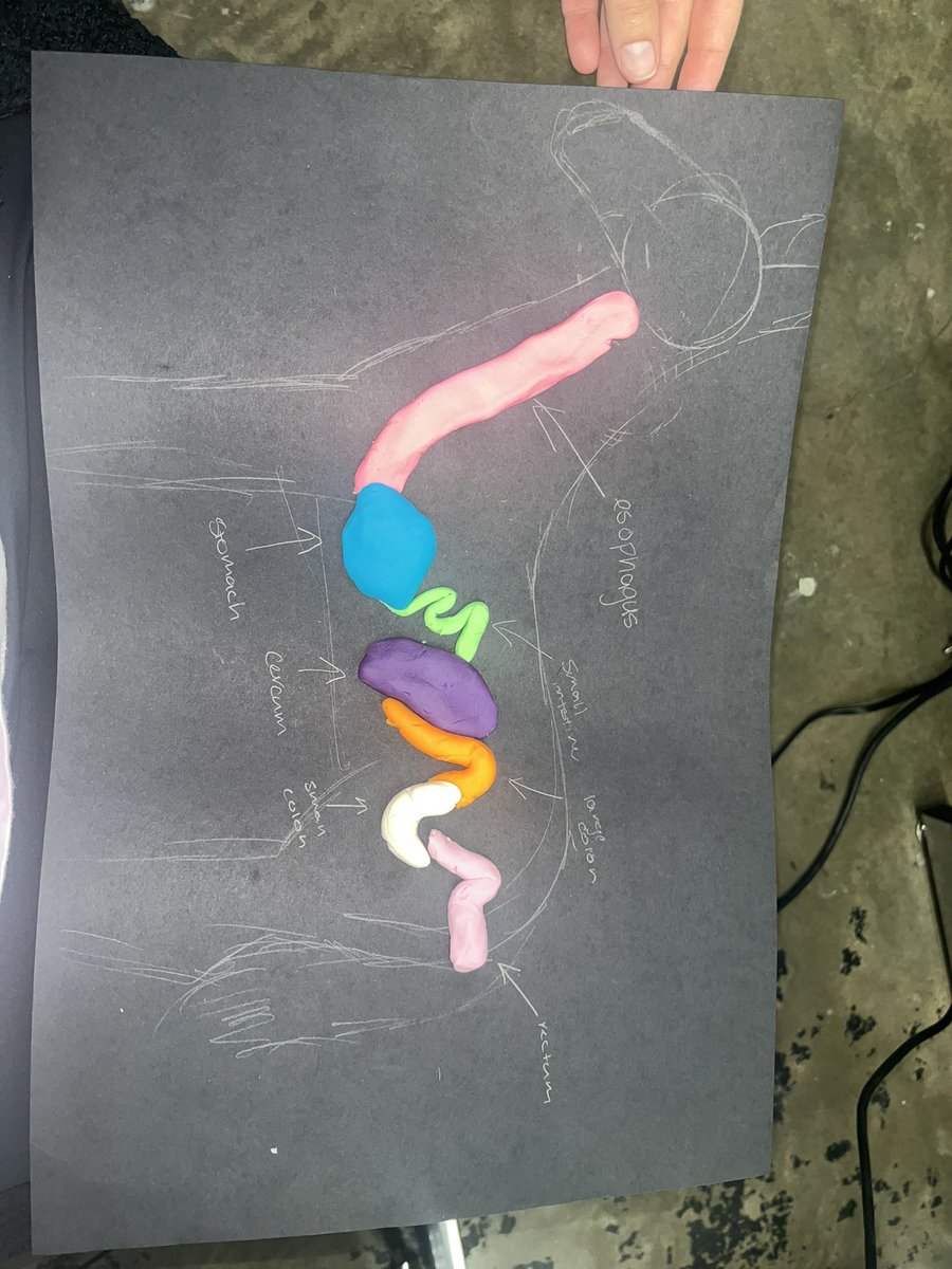 elkins_ffa's tweet photo. Our Equine Science class made horse digestive tracks put of play dough yesterday! https://t.co/RQuX6D6gww