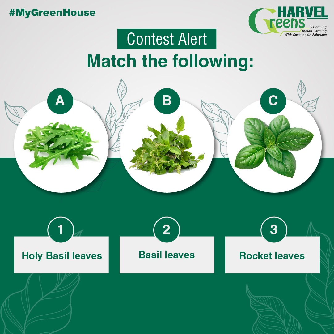 harvelgroup's tweet photo. 🚨 𝐂𝐨𝐧𝐭𝐞𝐬𝐭 𝐀𝐥𝐞𝐫𝐭 🚨
Did you know about Hydroponic Plants? These plants are cultivated without using soil. Hydroponic plants are planted &amp; supplied with nutrient-rich solutions, #oxygen, &amp; #water. 

Now match these correct hydroponic #plants with their correct names. https://t.co/V3hQhBXckR