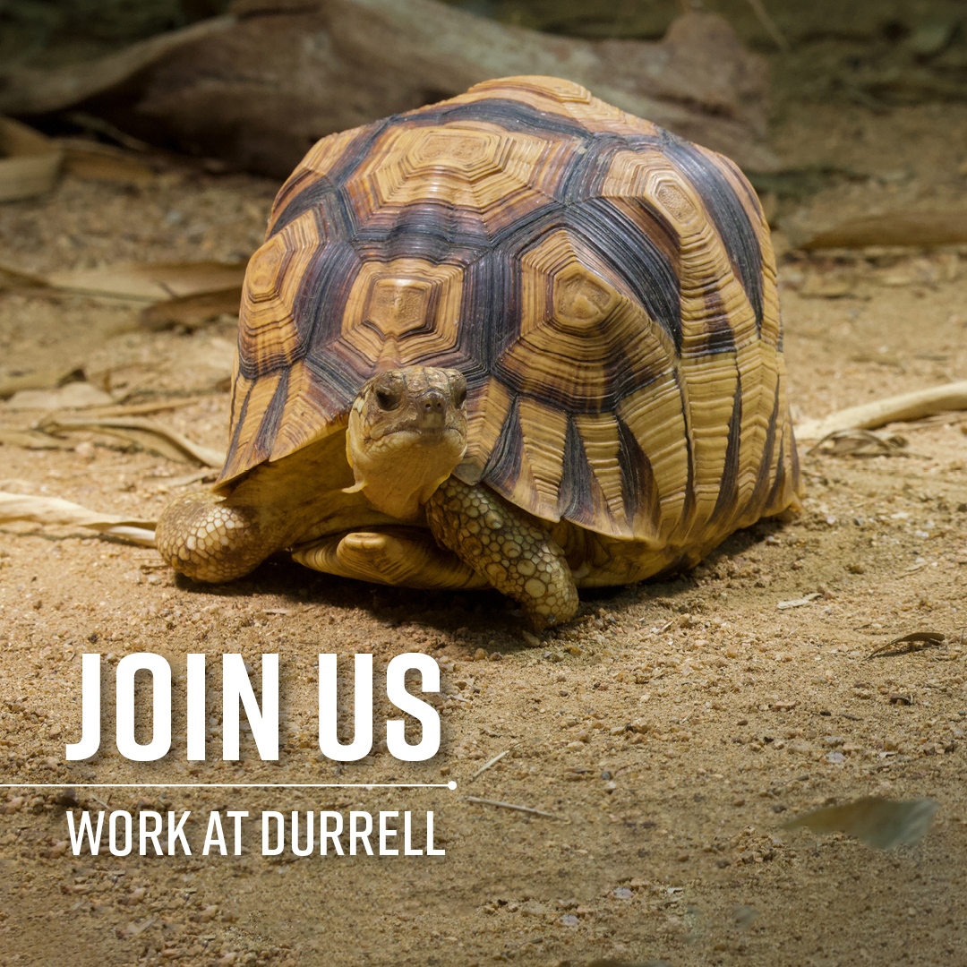 🌍 Could you be our next Head of Captive Breeding in Madagascar? 🌍 

We are looking for a highly motivated person to ensure the highest standards in captive chelonian and wildfowl husbandry at our captive facilities in Madagascar.

Apply by 3rd May 👇  
wildlife.durrell.org/home/work-at-d…