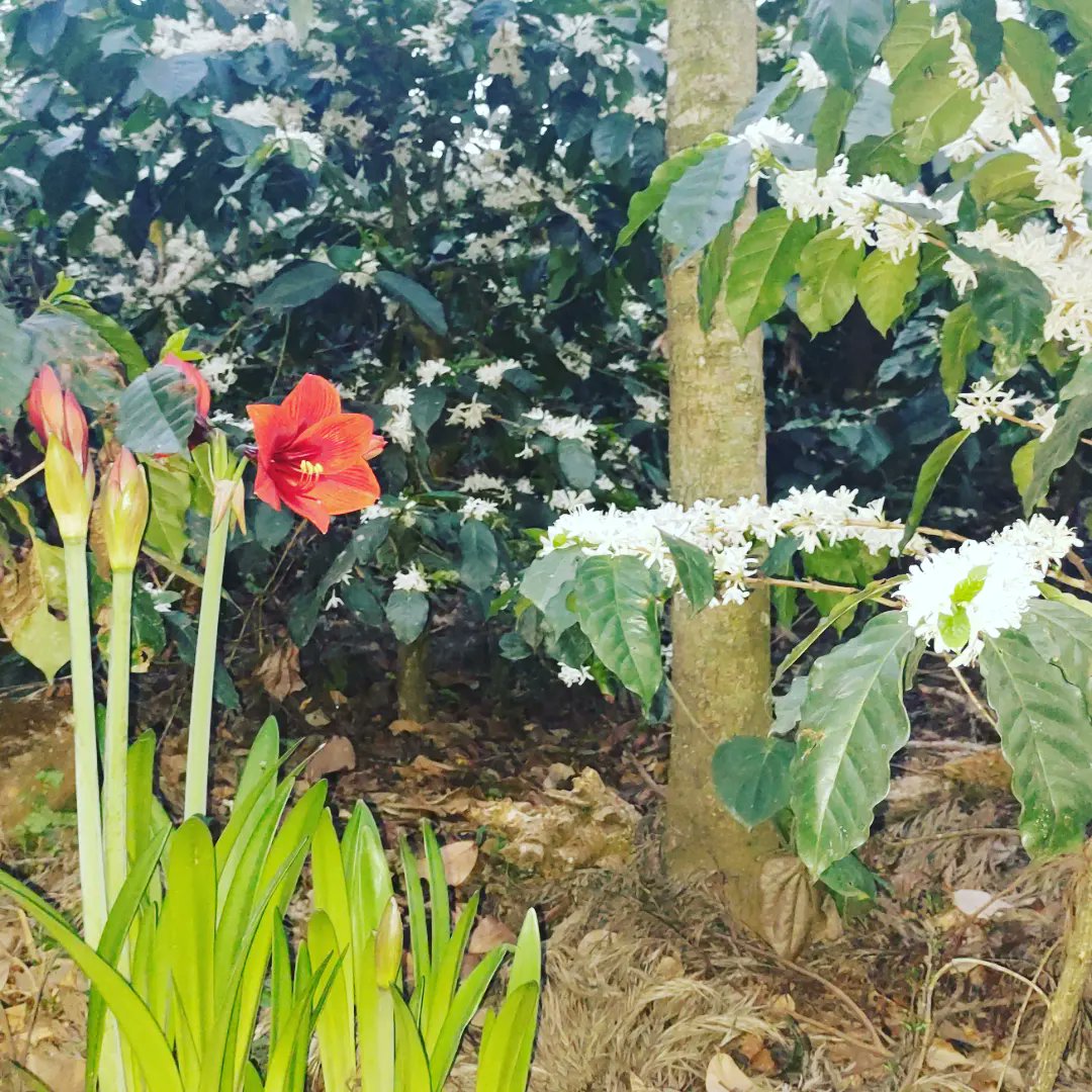 ChikCoffee's tweet photo. #Blossom2022 https://t.co/rMeHbA9ThE
