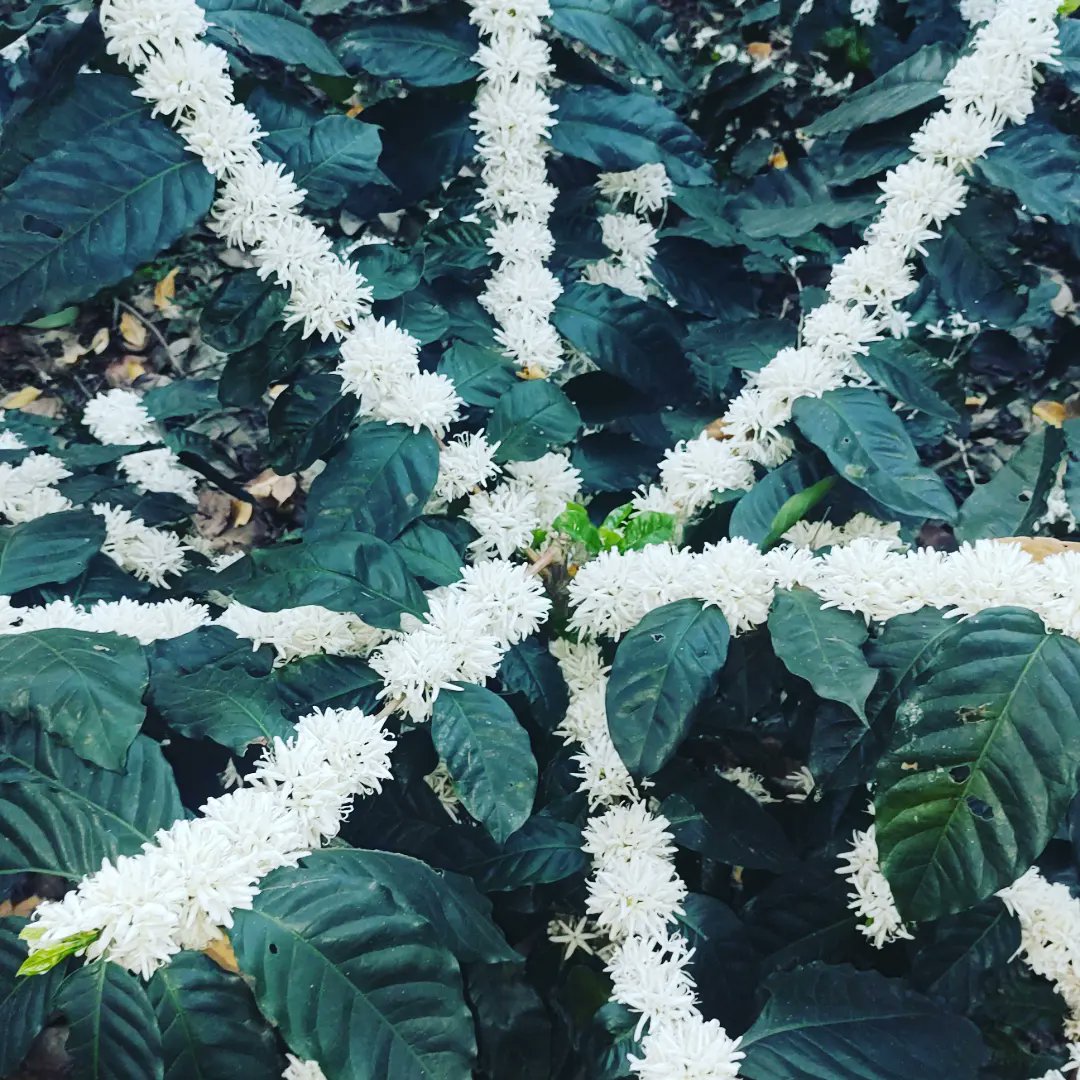 ChikCoffee's tweet photo. #Blossom2022 https://t.co/rMeHbA9ThE