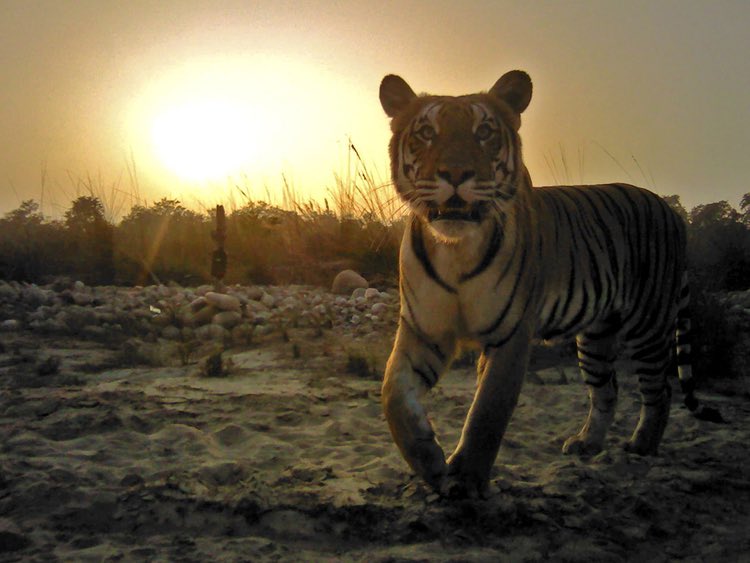 NowEndangered's tweet photo. Endangered Now! https://t.co/ThlrJ6BhHZ