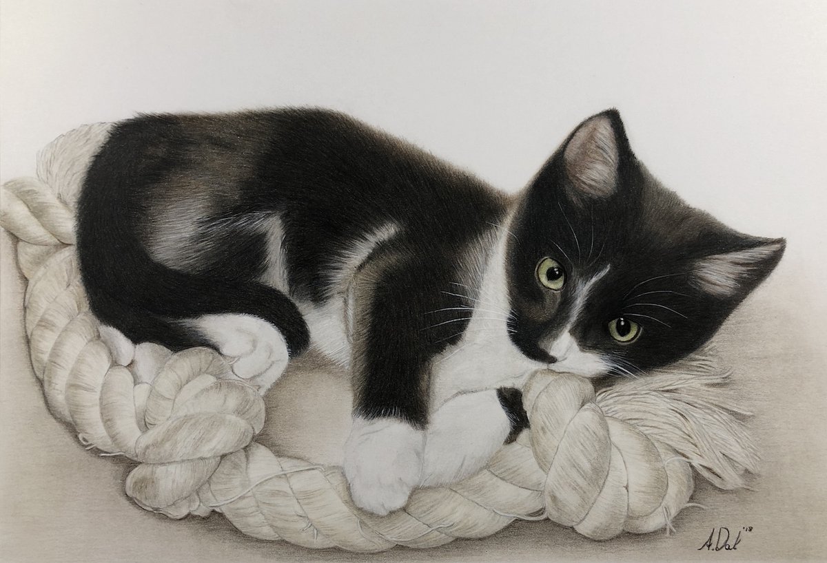 #TheArtistsChallenge Day 8 Nominated by @ksneathart Thank you Kirsten! Posting my art every day for 10 days. The goal is to promote positivity, camaraderie and the ❤️ for art. This is my #PencilDrawing #kitten, 'Grommie' 2018