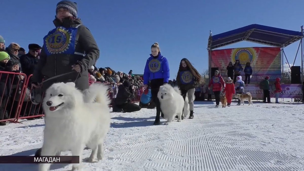 KolymaPlus's tweet image. В Магадане прошел забег на собачьих упряжках

 kolymaplus.ru/news/v-magadan…

#Магадан