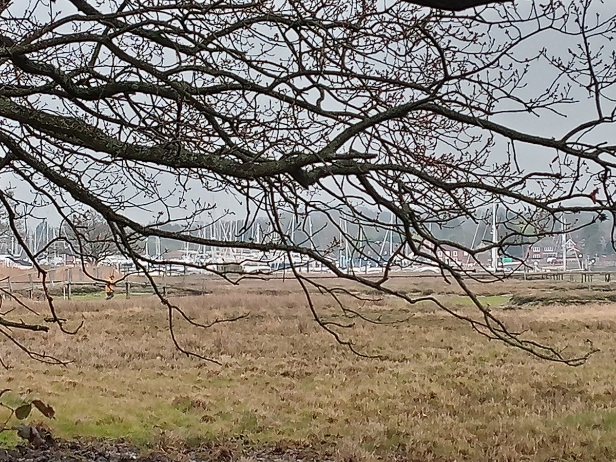 Salt marsh surveys with <a href="/MountainCD/">Charlie Mountain</a> 
#restoration #fieldwork