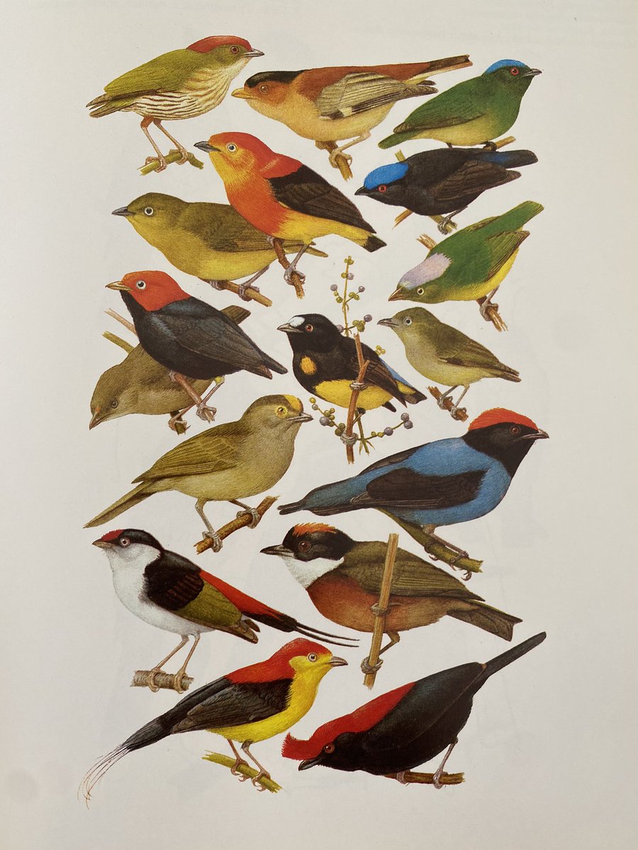 From “Ornitologia Brasileira” by Helmut Sink