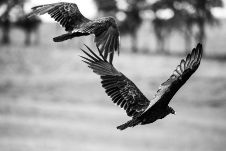 Drew Travis is a photojournalism major with a focus on creative photography. He works for CMLife and the Midland Daily News as a freelancer. 

To learn more about his wildlife photography, click the link below!

gcmag.org/artist-spotlig…