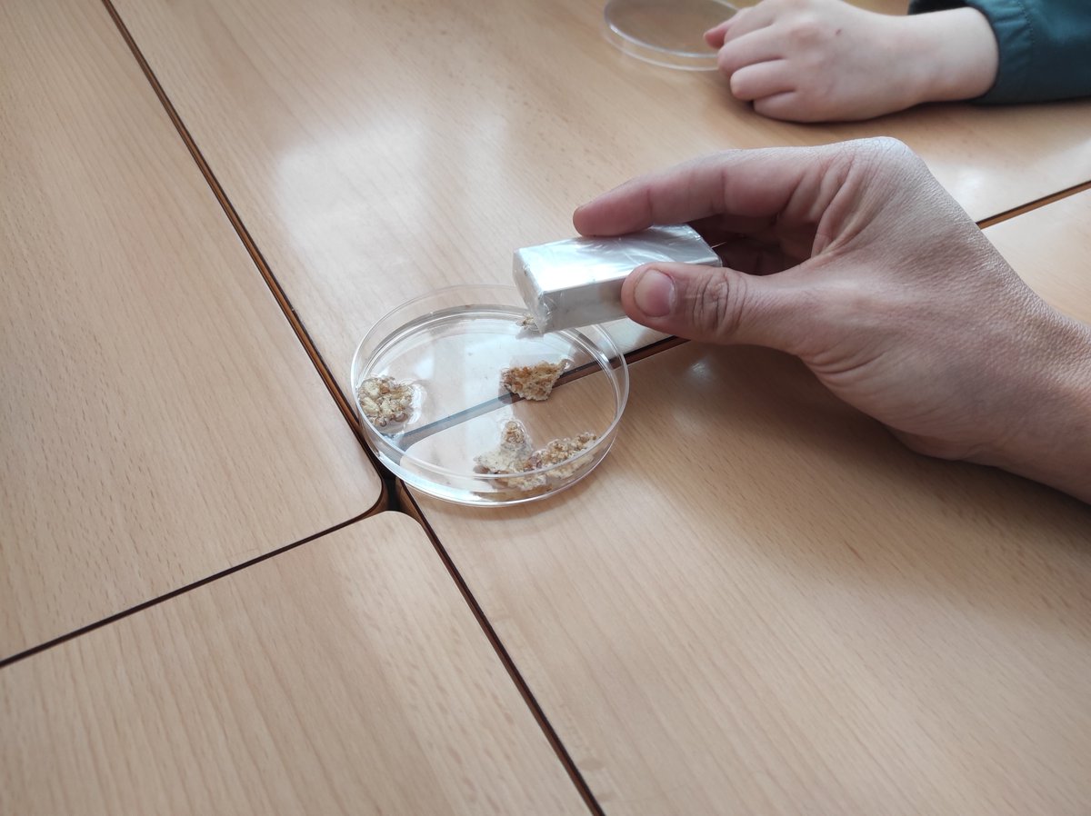ICIQchem's tweet photo. Ahir vam tenir la tercera sessió del #projecteeducacional amb tots els alumnes de cinquè de l'escola de @laCanonja. Vam explicar el #magnetisme i ho vam experimentar. El #ferro va estar molt present! 🧲🌾🌽
Gràcies a @FA_Garces i @NeusSunyer1 👏🙏 https://t.co/NJcMqc3CaV