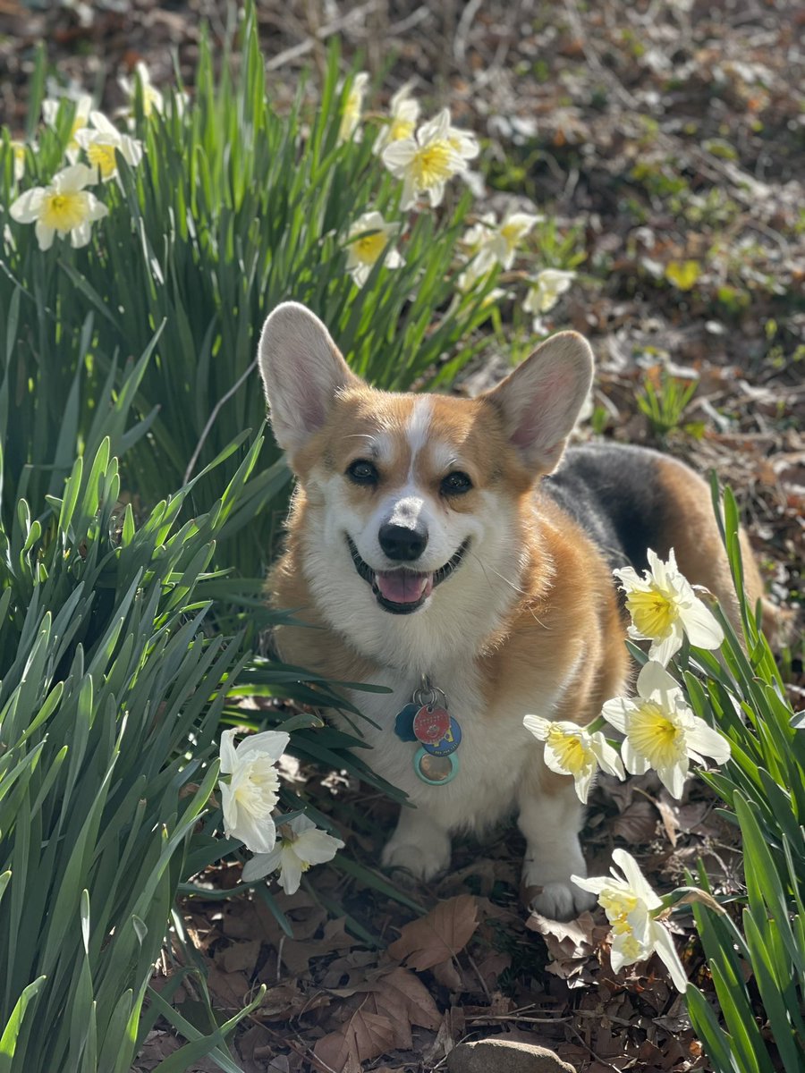 Happy Tongue Out Tuesday! Daffodils are still surviving the freezing temps in the Big Apple! #CentralPark #daffodils #happytongueouttuesday #Dog #DogsofTwittter #Corgi #CorgiCrew #Twitter #twitterdogcommunity #puppy #NYC #babyitscoldoutside #Spring