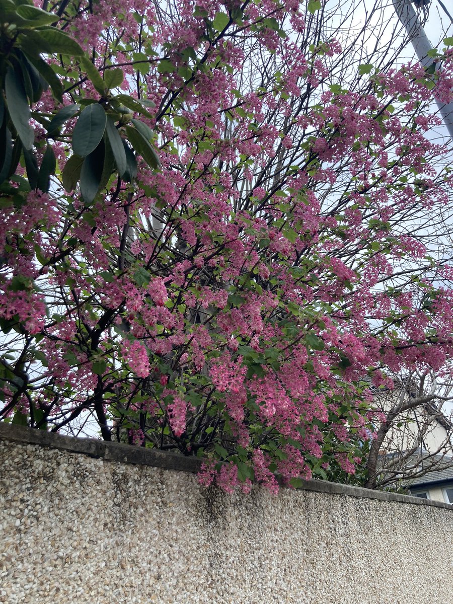 GiffnockNursery's tweet photo. We found signs of Spring this morning on the way to Huntly Park. #naturedetectives @HuntlyFriends https://t.co/mkvJTJVzLk