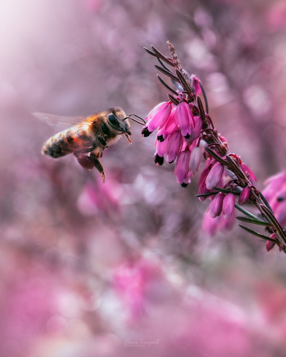 Kristine ~ Macro and Flower Photography (@macroviewpoint) on Twitter photo Onwards 🐝
#insects #insectphotography #macro #macrophotography #bee #NaturePhotography <a href="/MacroHour/">#MacroHour 🌿</a> <a href="/ThePhotoHour/">#ThePhotoHour</a> Onwards 🐝
#insects #insectphotography #macro #macrophotography #bee #NaturePhotography <a href="/MacroHour/">#MacroHour 🌿</a> <a href="/ThePhotoHour/">#ThePhotoHour</a>