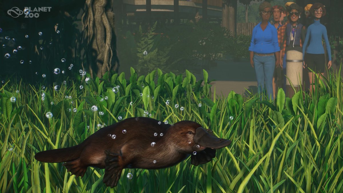 Shiftzie's tweet photo. Je ne m'attendais pas du tout à avoir un
ornithorynque !! Je le trouve trop mignon 😍😍 ! Hâte de lui faire un enclos ! Merci @PlanetZooGame 👍 ! #planetzoo #wetlandspack #ornithorynque https://t.co/R5bEBduqmJ