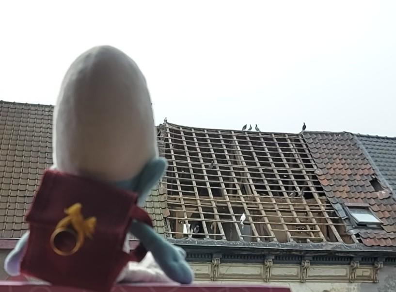 DirecteurSmurf's tweet photo. KOALA-overleg in de Brugse Poort. In de pauze efkens de hoogtevrees testen en tips vragen voor vrijdag aan mijn gevederde vrienden... (onderussen uitgenodigd voor de housewarming ❤🎈🥳)
#pleziermaken 
#samenvoorkinderopvang https://t.co/hPzmcvIUNQ