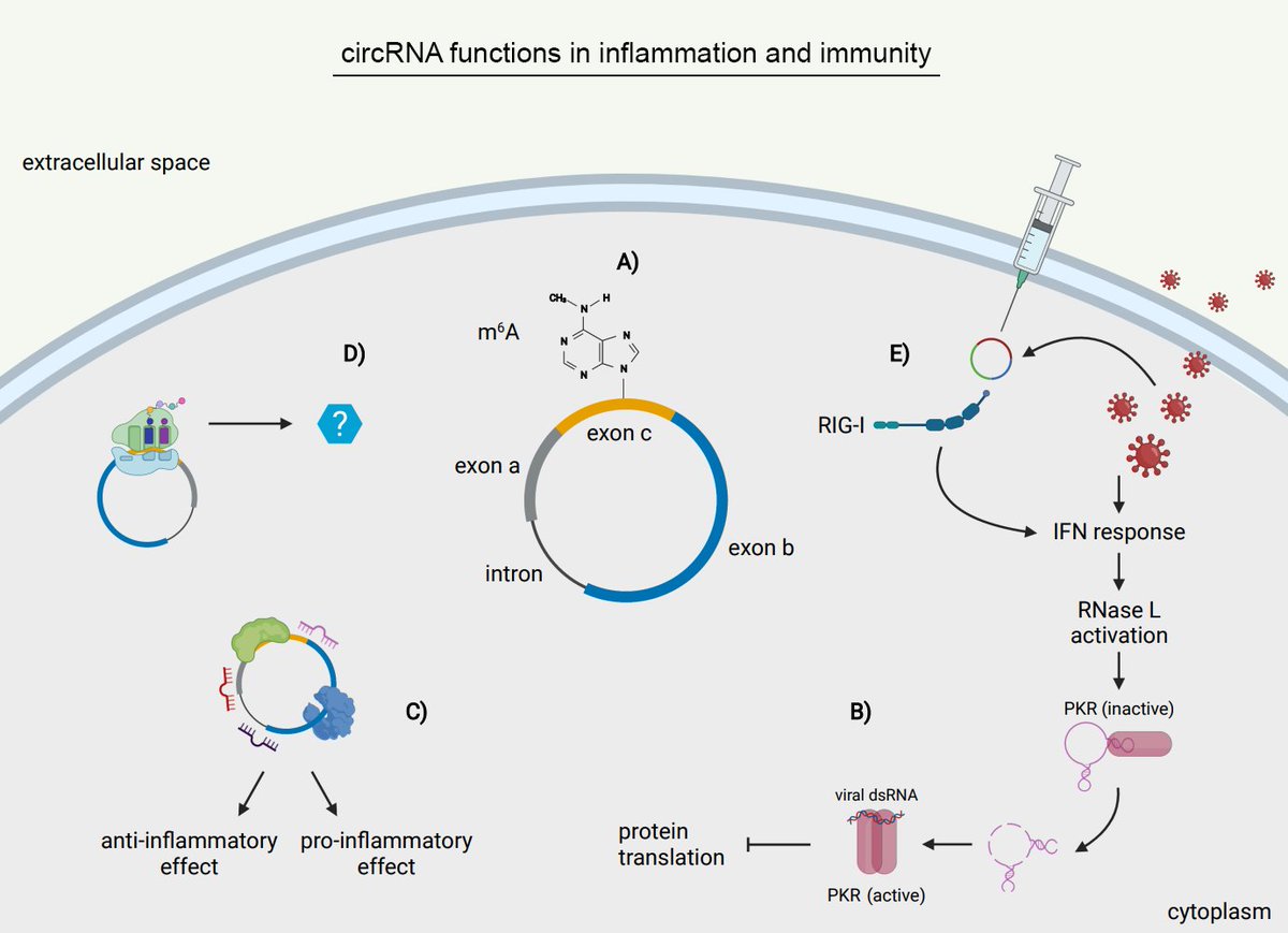 AllergyEaaci's tweet photo. Open Access: Translation and emerging functions of non-coding RNAs in #inflammation and #immunity. Della Bella, E, Koch, J, Baerenfaller, K.
Read more👉 https://t.co/dUocFOIPkd
See more papers 👉 https://t.co/mddFodMuCb
@ElenaDellaBella #Allergy_journal https://t.co/5kaUGccauS