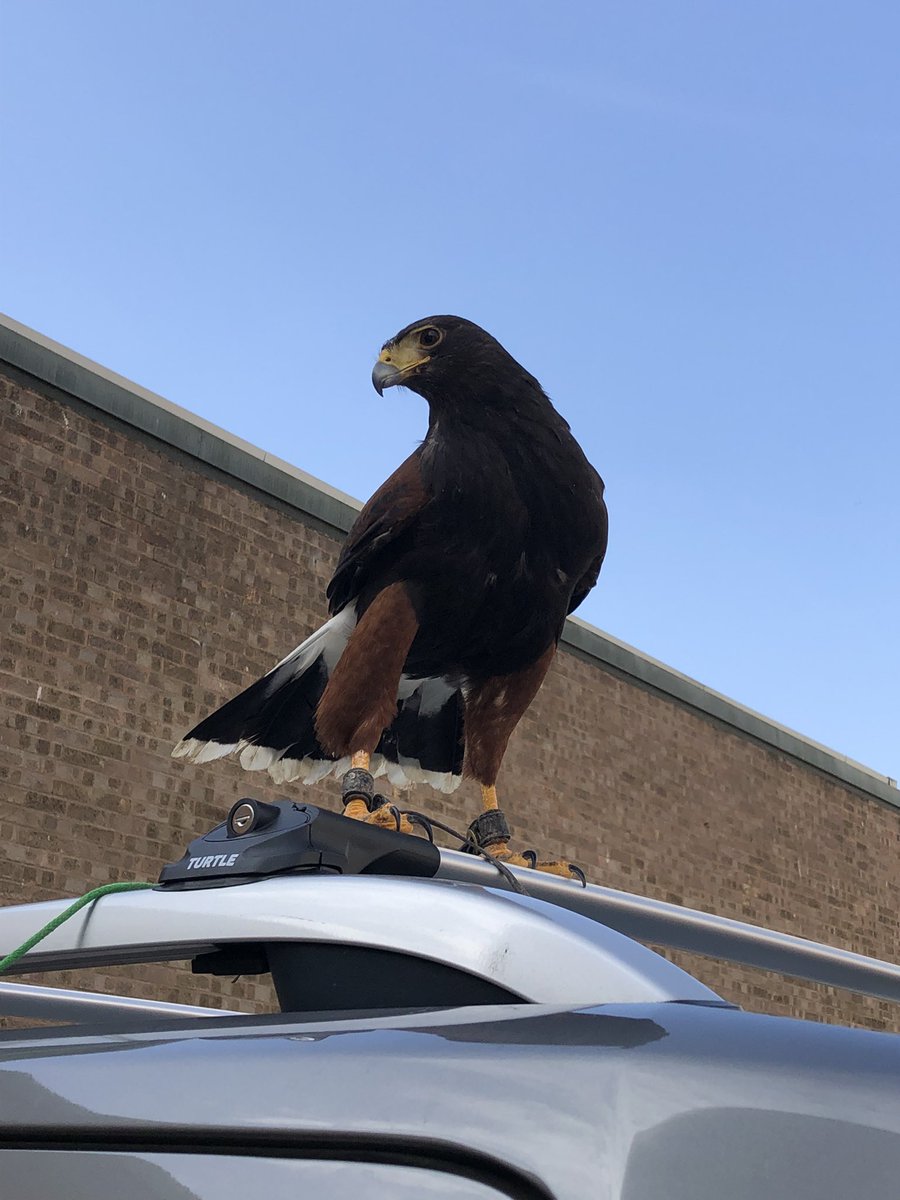 Having problems with pigeons, seagulls, cananda geese, rabbits, squirrels, moles, rats or mice in the Midlands area, then look no further please contact Steve at S &amp; D Pest Control Solutions for a site visit and quotation on; 07891792564.