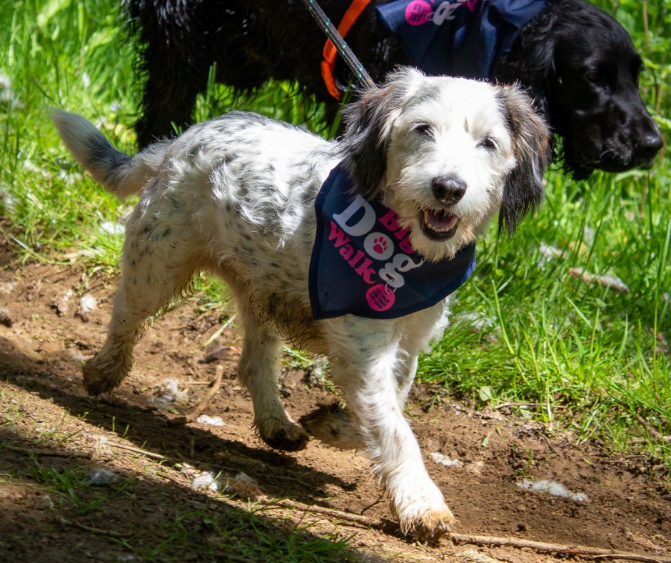 ☑️2km or 4km route
☑️stunning views
☑️hundreds of dogs alongside you
☑️the best walkies ever 

Find out more about the Big Dog Walk at this years DogFest here: dog-fest.co.uk/whats-on/big-d…