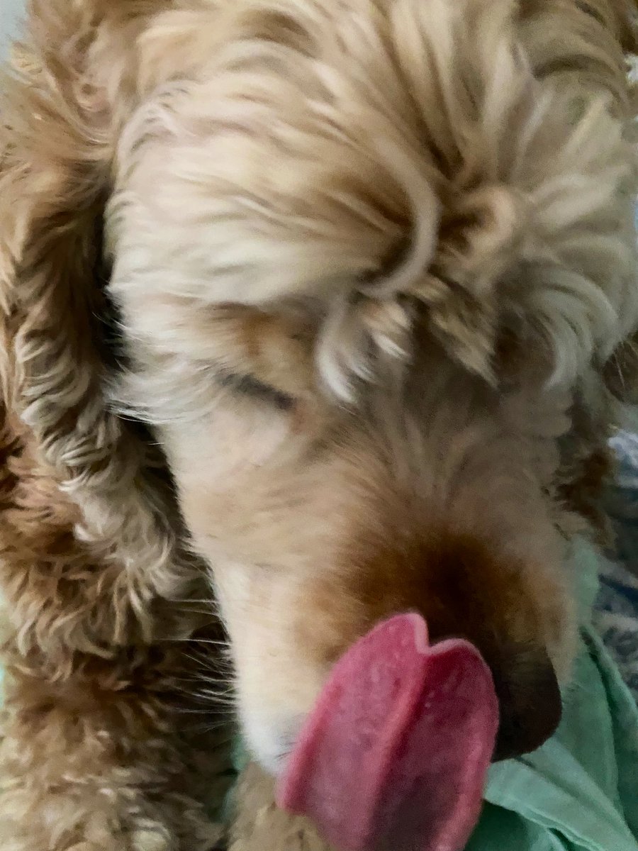 Sandy_Doggy's tweet photo. #TongueoutTuesday for this cute little Cocker Spaniel. #DogsofTwittter https://t.co/2Qd53qHFuR