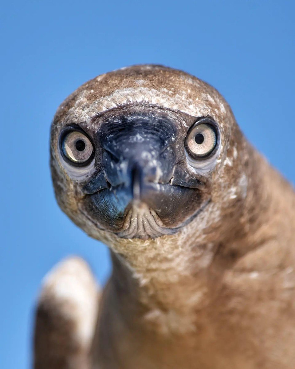 BBCEarth tweet picture