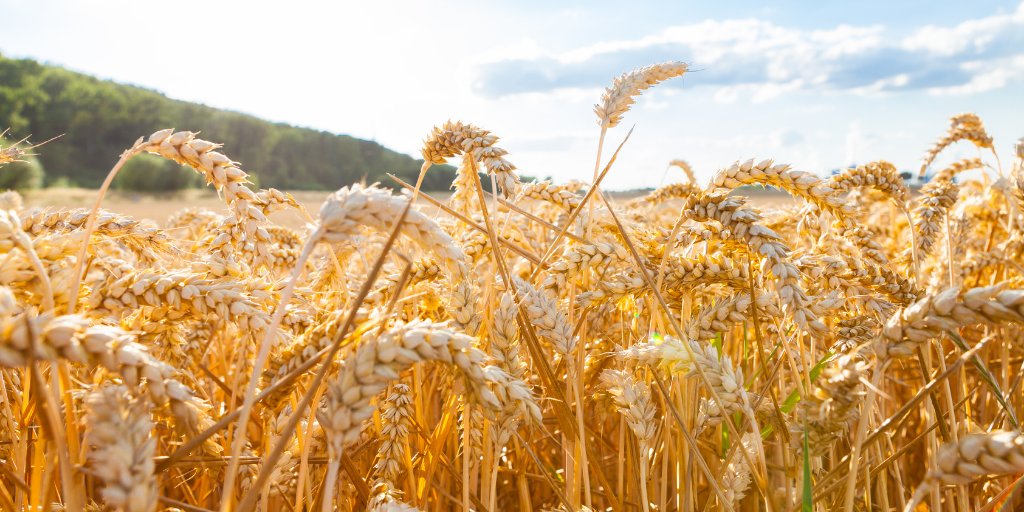 New featured #job listing at the ASA, CSSA, and SSSA Career Center!

<a href="/UWMadisonCALS/">UW–Madison CALS</a> is hiring an Organic #Grain Outreach Specialist.

View the job posting here: ow.ly/tKo750IufsZ