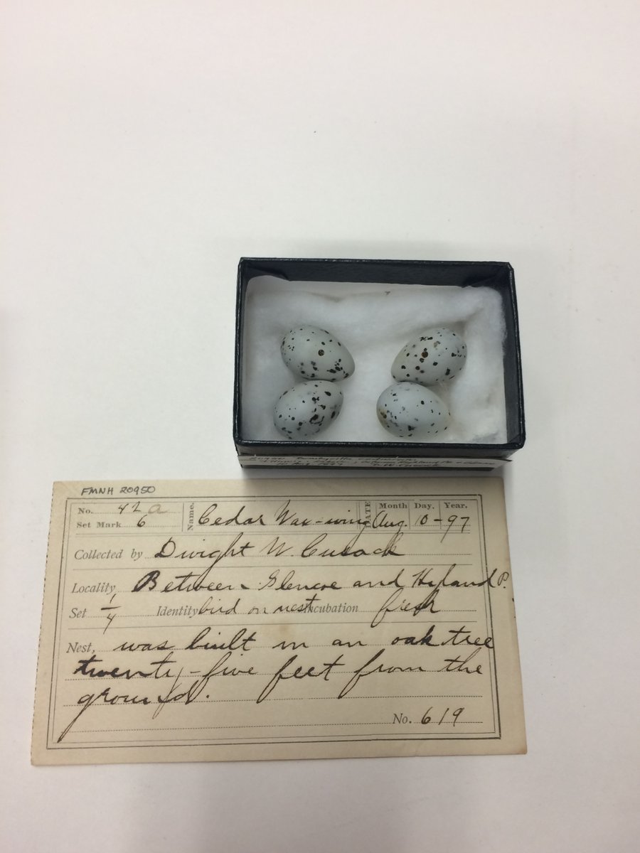 While birds laying their eggs a few weeks early may seem small, <a href="/JMBFMNH/">John Bates</a> notes that it’s part of a larger, developing story about how animals are responding to climate change and competing for resources in ways they didn’t need to in the past. 🐦 

📸: John Bates