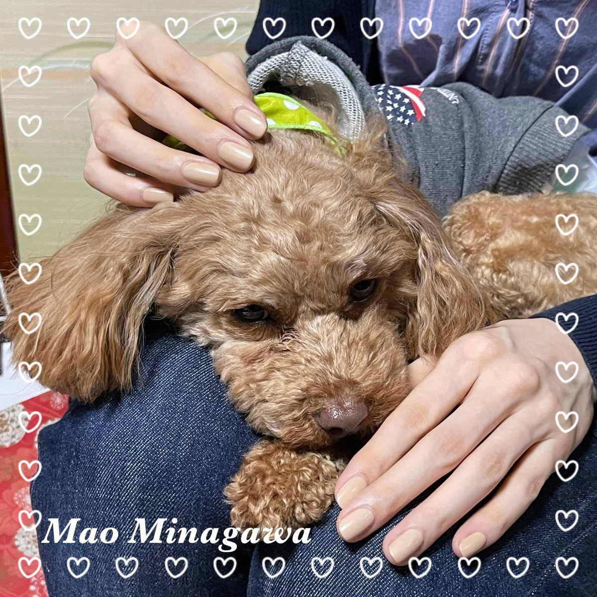 MaoHandmodel's tweet image. 久しぶり
Ça fait lomgtemps！
☆
☆
☆
#handmodel #partsmodel  #nailmodel  #ハンドモデル #パーツモデル #手タレ #トイプードル #かわいい #もふもふ #膝の上 #長い指