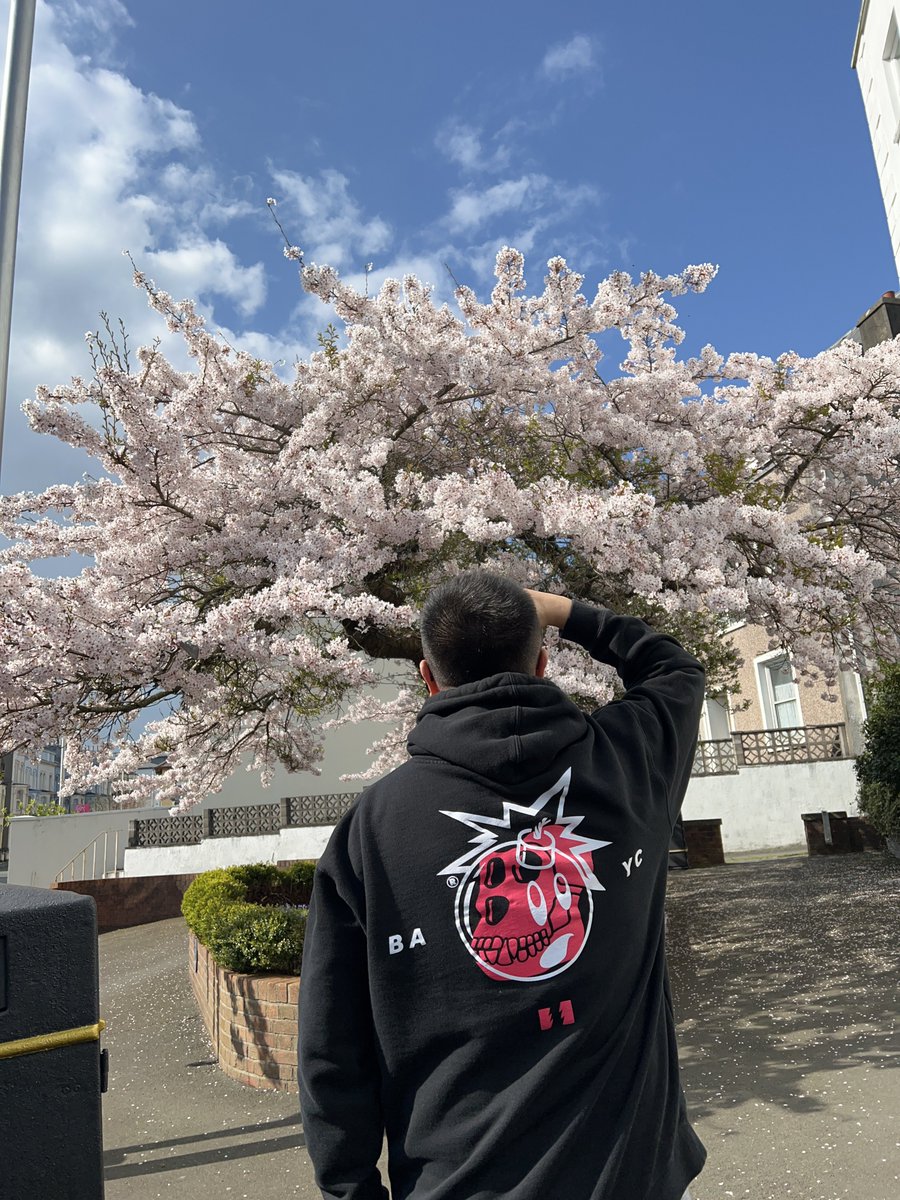 Cherry Blossom “Sakura” x <a href="/BoredApeYC/">Bored Ape Yacht Club 🍌</a>