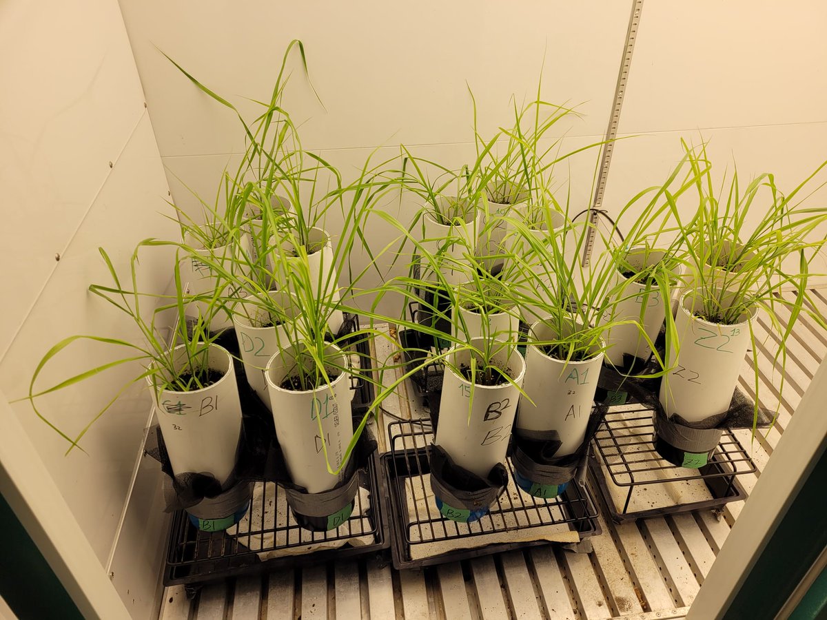 Prof. Maren Oelbermann tweet media