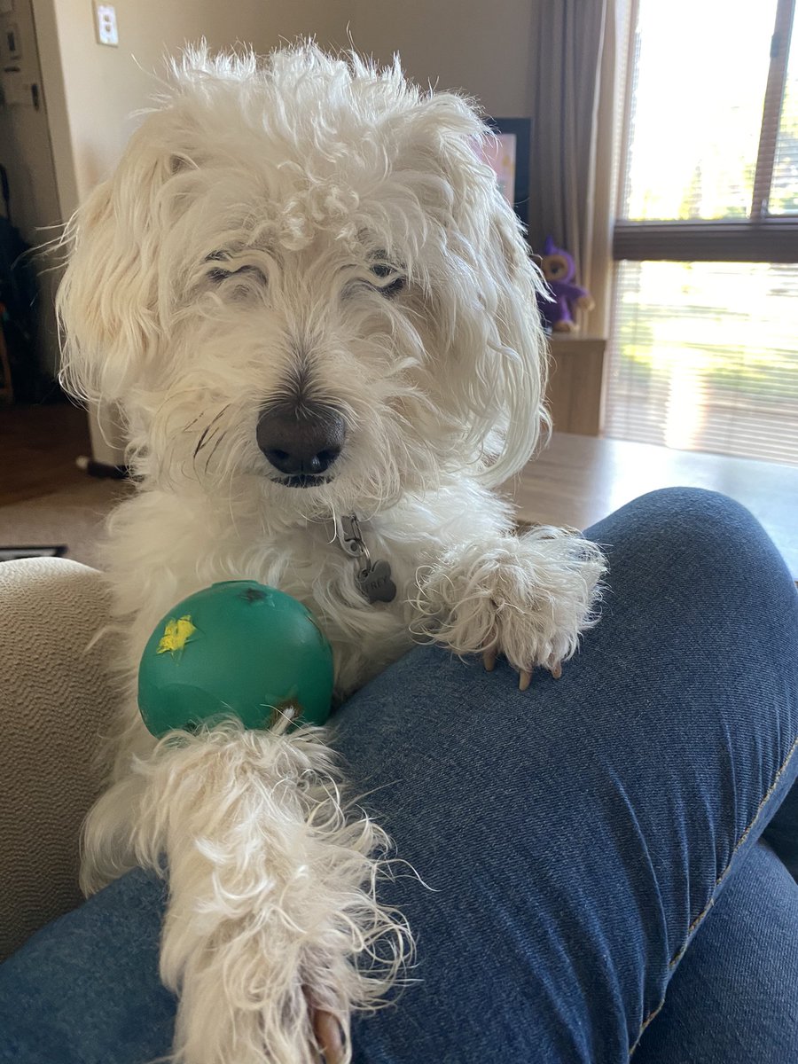Jeff the Westiepoo tweet media