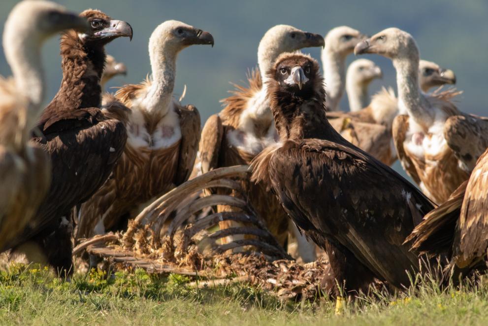 🦅Vultures need your vote!

Help the #VulturesBacktoLIFE project win the Natura 2000 Citizen's Award for restoring previously extinct vulture populations to several sites in Bulgaria.

➡️VOTE: n2000citizenaward.eu/22021

#Natura2000Awards #Bulgaria #Balkans #vultures #conservation