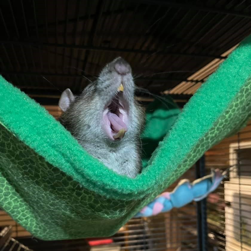 It's #tongueouttuesday, rat edition 🐀