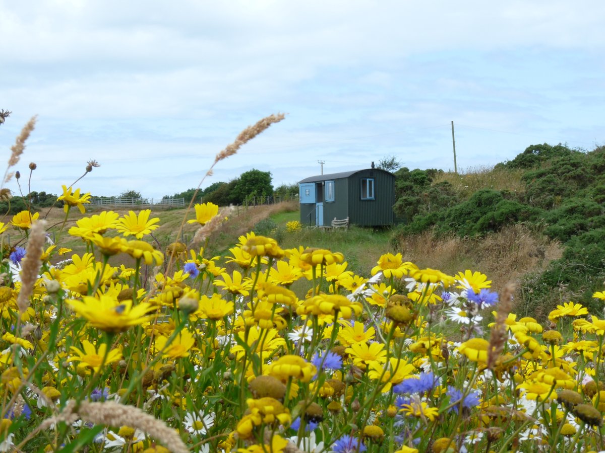 aroundaboutbrit's tweet photo. Anglesey Shepherds Huts offers outstanding accommodation in a quiet countryside location, perfect for couples seeking a romantic getaway.
https://t.co/JSMBg58PgO
#Glamping #ShepherdsHut #RomanticGetaway #Couples #Rural #ScenicViews #Mountains #Walking #Llanfaethlu #Anglesey https://t.co/XByjxcMLKl