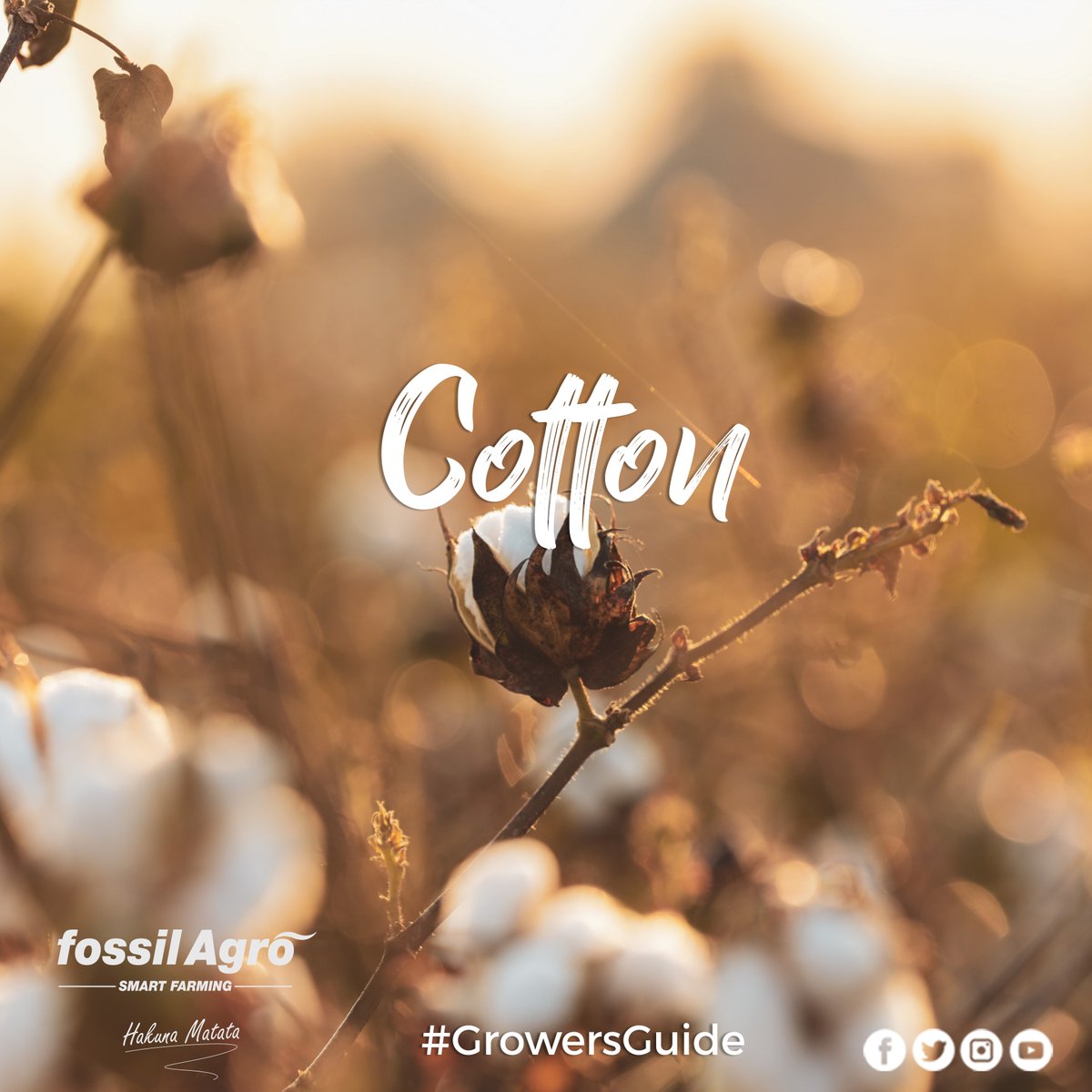 Cotton, a semi-xerophyte, is grown in tropical & sub-tropical conditions. 
A minimum temperature of 15oC is required for better germination under field conditions. 
The optimum temperature for vegetative growth is 21-27oC 
#fossil #hakunamatata https://t.co/bVvdmQ7Spc