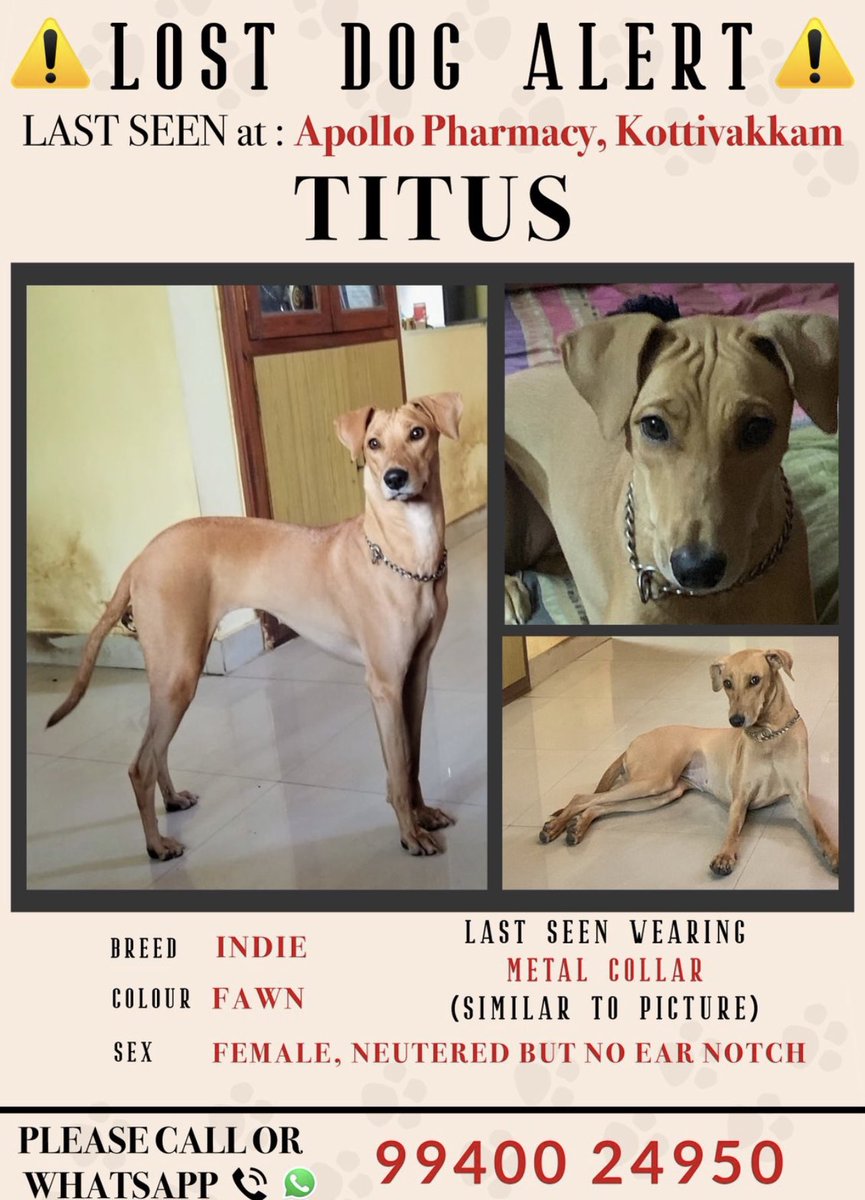 #chennai lost dog alert. Titus was last seen in kottivakkam- pl share and help!
