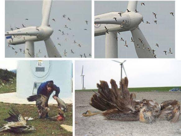 agtmael_mieke's tweet photo. 115.000 KILO waardevolle insecten en duizenden beschermde vogels worden in Nederland per jaar vermoord door de vermaledijde windmolens, waarvan vooral de wieken niet recyclebaar zijn! Dit is niet duurzaam maar ik hoor de ''groene'' partijen niet!PvdD waar zijn die nu?@PvdDDenHaag https://t.co/gLVUPKnJNa