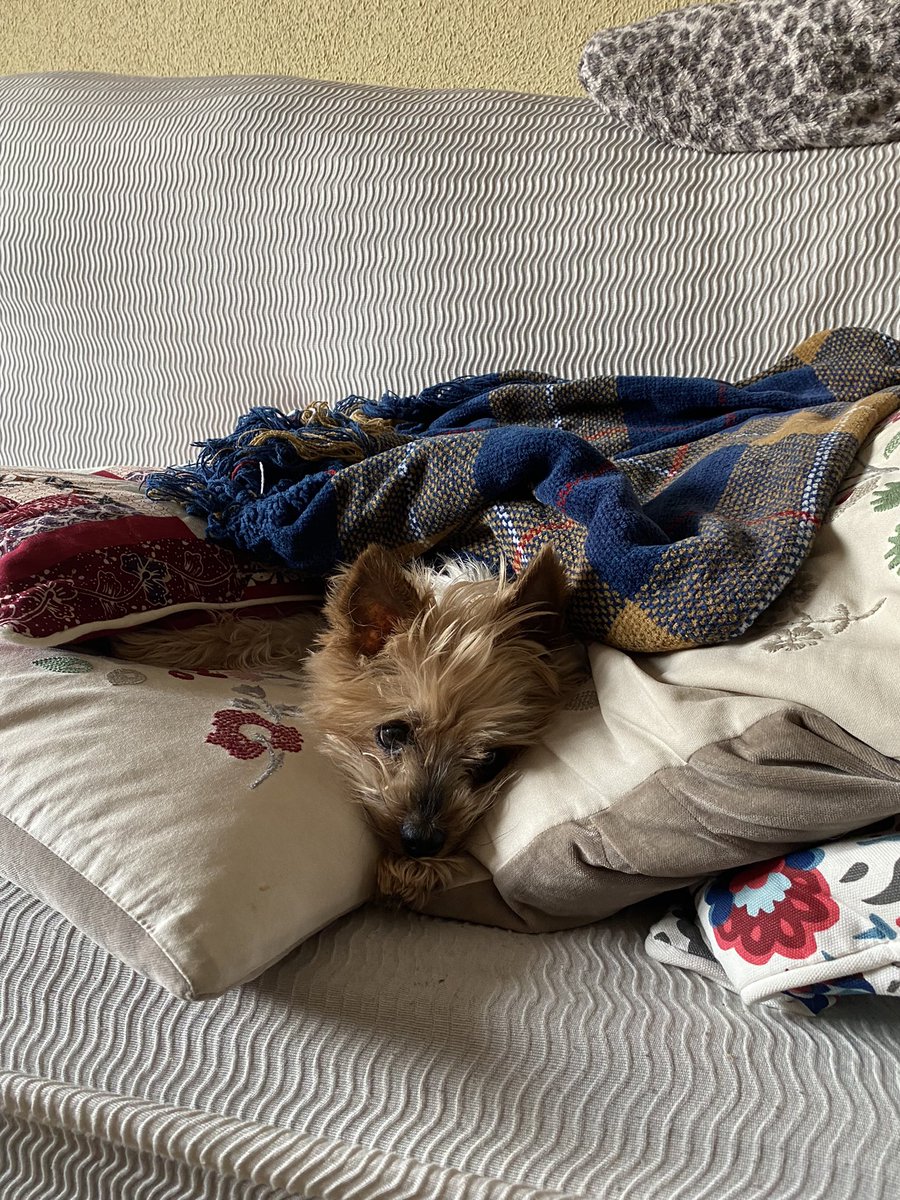TheGiftyApp1's tweet photo. El mejor regalo y consejo que os vamos a dar hoy: no salgáis de casa sin darle un besito a vuestras mascotas 💜 https://t.co/KZEuwEbSp2