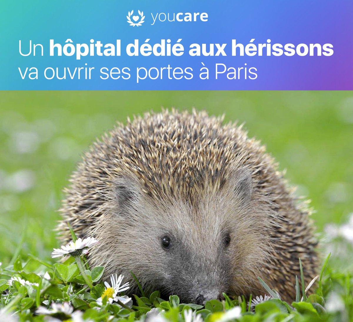 youcare_ngo's tweet photo. Un hôpital dédié aux hérissons va ouvrir à Paris ❤️
Selon l'association Erinaceus 2020, 75% de la population des hérissons a disparu en 20 ans ! Cet hôpital pourrait accueillir 30 hérissons.
Source : Le Parisien
#youcare #animaux #helpinganimal https://t.co/z3WVgrHyYv