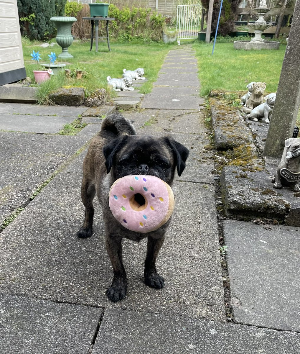 eva_the_pug's tweet photo. A donut with his donut ♥️😊 love him really x #pdwra #rescue #pugzu https://t.co/rfsgDeDSx6