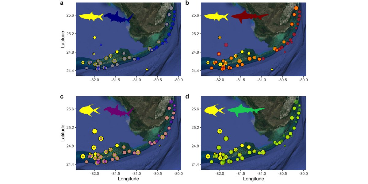 ESAApplications's tweet photo. New in @ESAApplications:

Predator–prey landscapes of large sharks and game fishes in the Florida Keys

https://t.co/FtHV6r1AqN

#Megalops
#Permit
#PredatorPreyDynamics
#MachineLearning https://t.co/SvcyzR8PKW