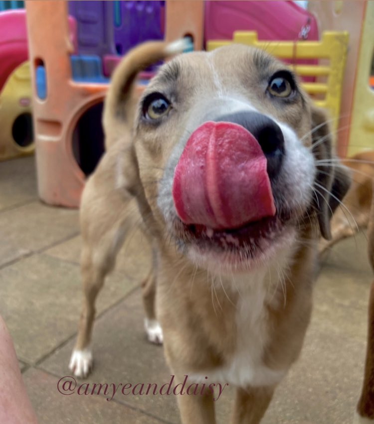 “You can’t control other people, you can only control your reactions to them!” 👍🏼🎛💌🔖🐾

Happy tongue out Tuesday! 👅 
Lily wanted to get as close as possible to the camera 😂 

In this photo:
Lily - Romania rescue - ours/ foster 

#amyeanddaisy #twitterdogcommunity #lily