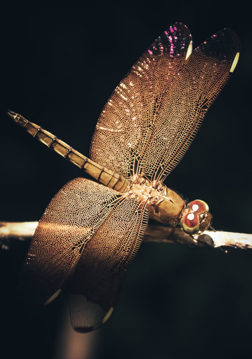 prashanth-art tweet media