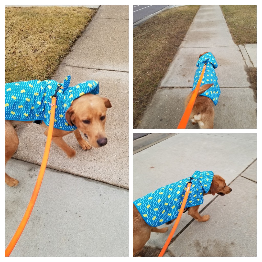 📣📣Attention Athletes📣📣

We will be going outside today! Dress accordingly!

Alex always dresses accordingly!

#itisagreatdaytobeawarrior
#coachesdog